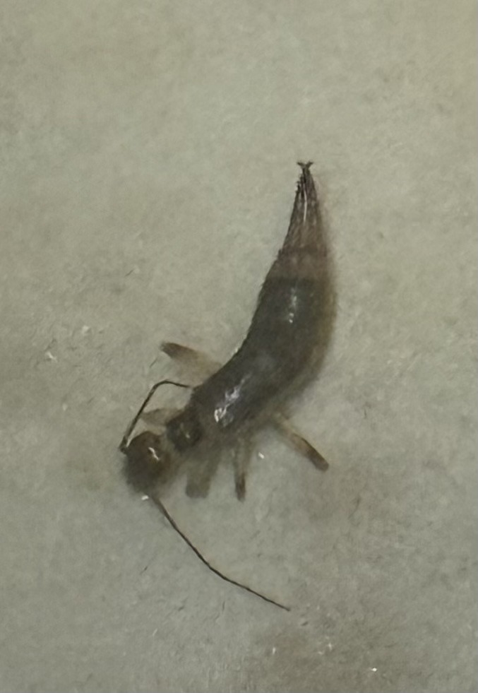 Green Lacewing Larva