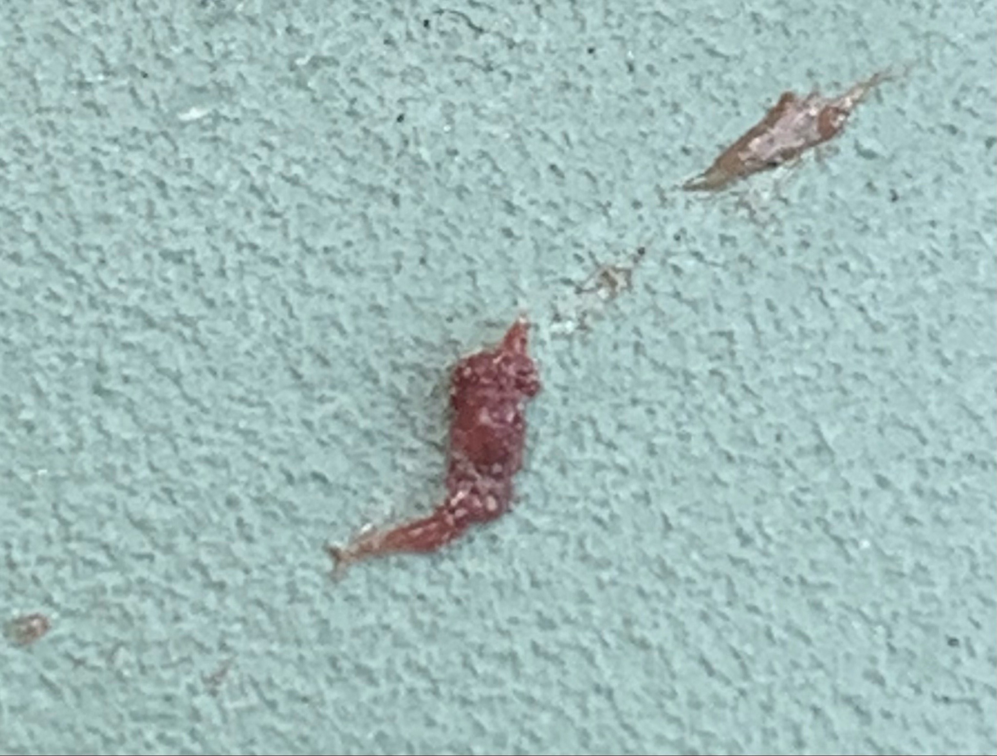 Green Lacewing Larva (Debris-carrying Lacewing Larva / Trash Bug)