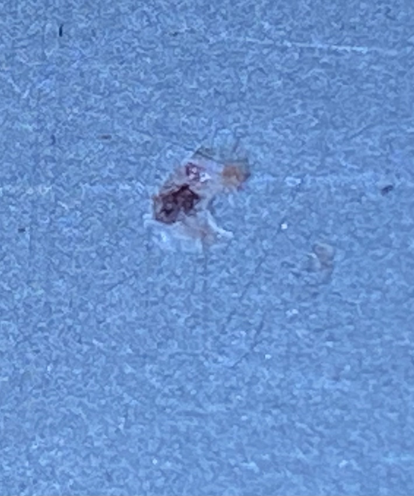 Green Lacewing Larva (Junk Bug)