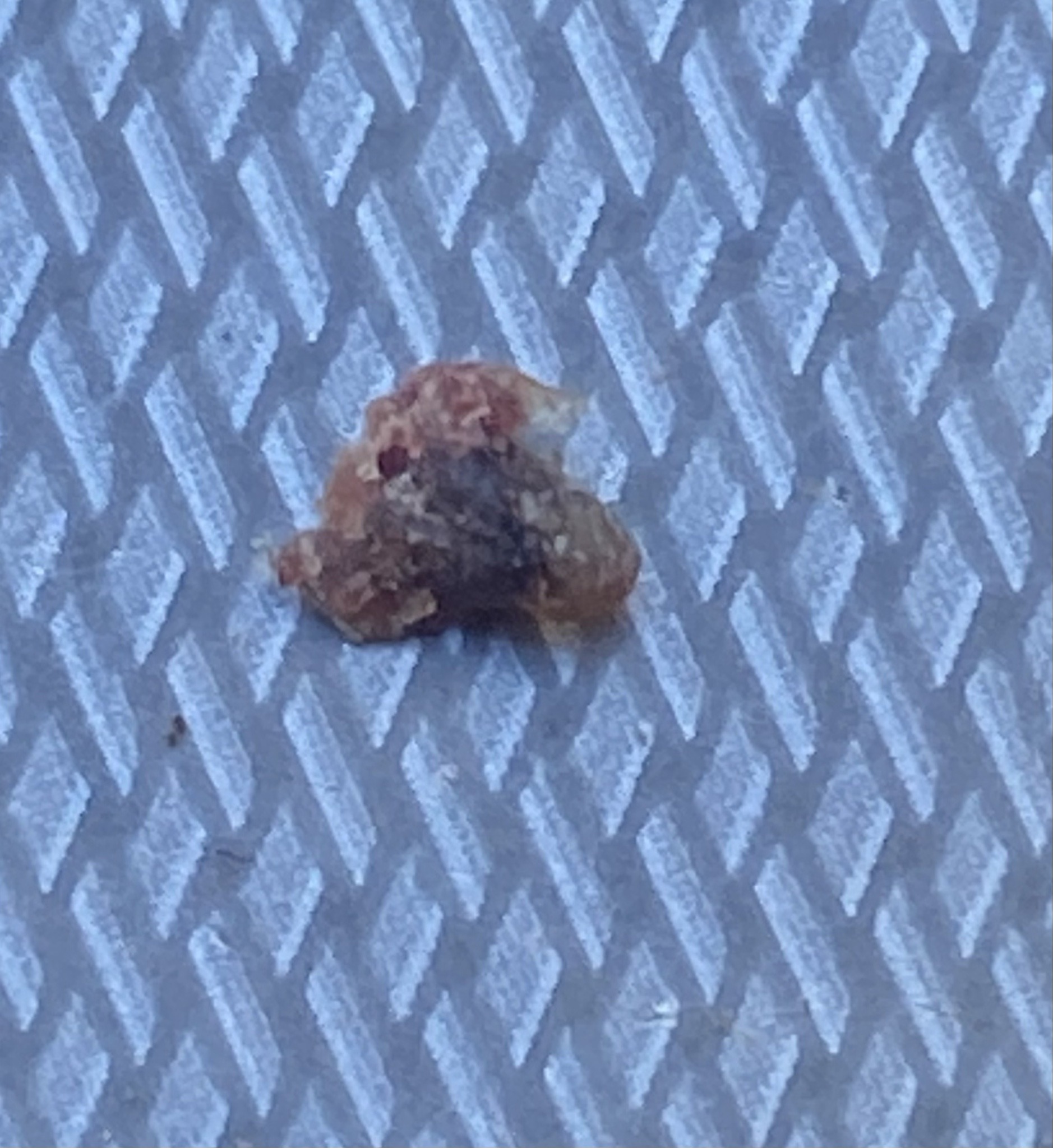 Green Lacewing Larva (Junk Bug)