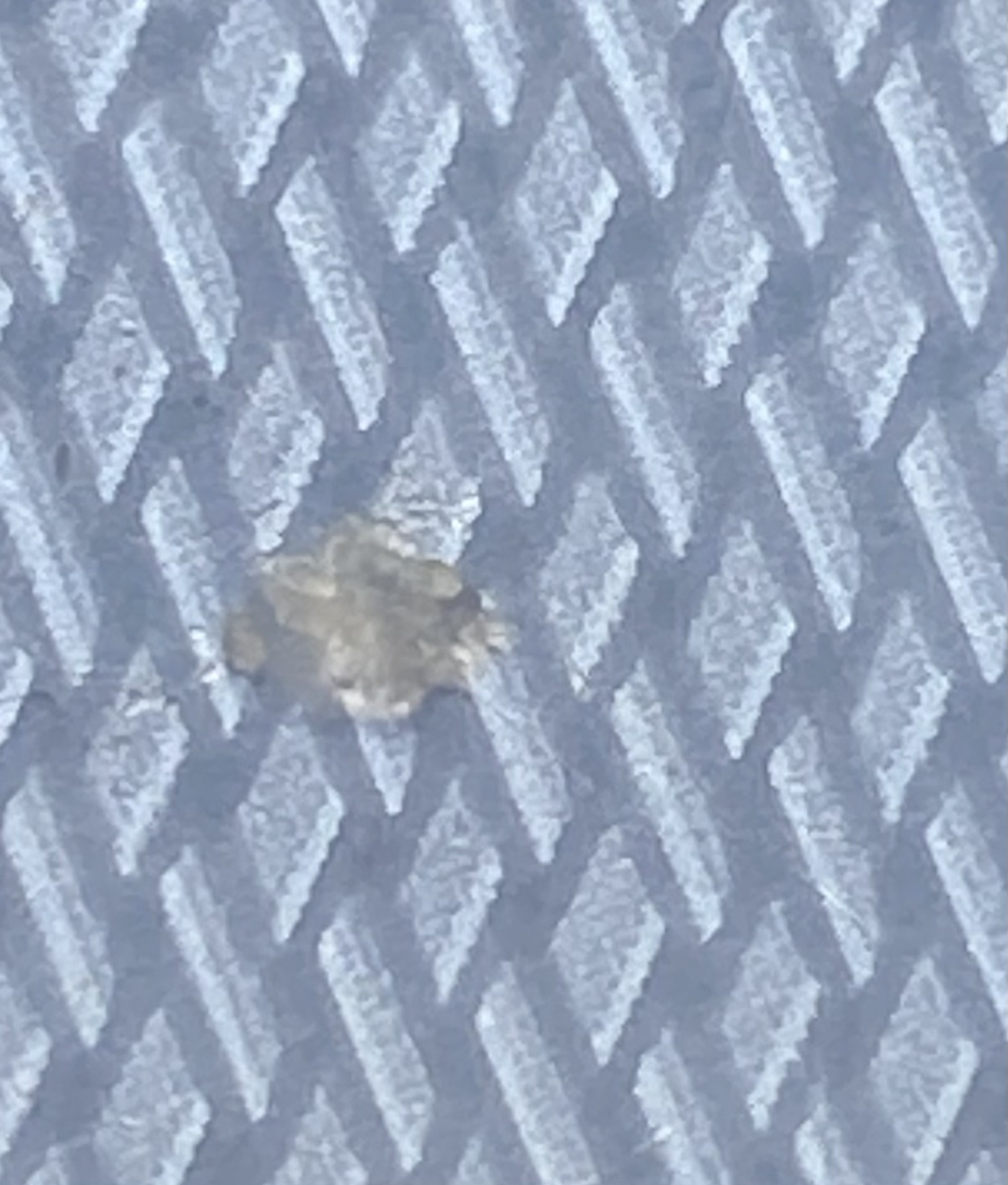 Green Lacewing Larva (Junk Bug)
