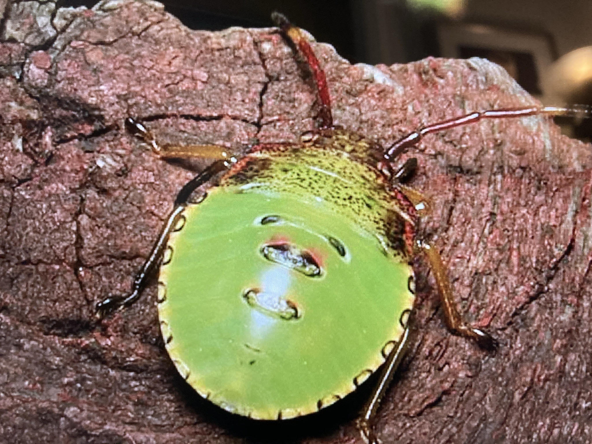 Green shield bug (nymph)