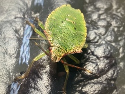 Green shield bug (nymph)