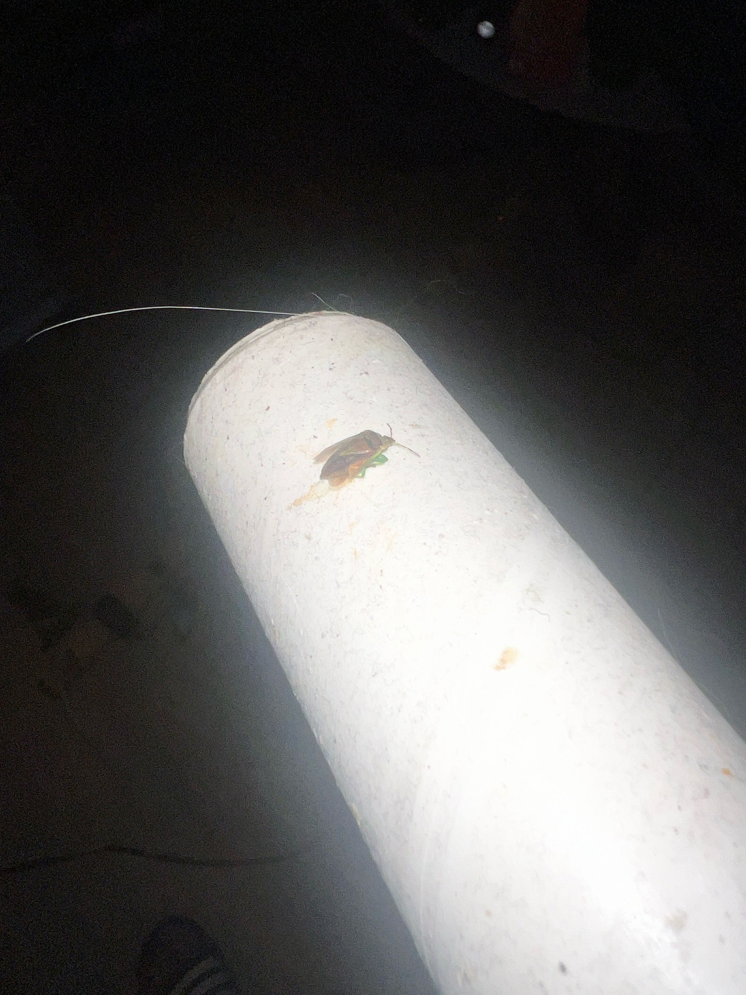 Green Stink Bug