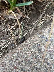 Ground Beetle
