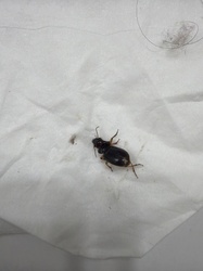 Ground Beetle