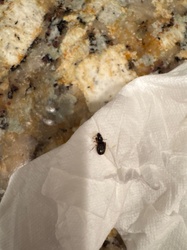 Ground Beetle