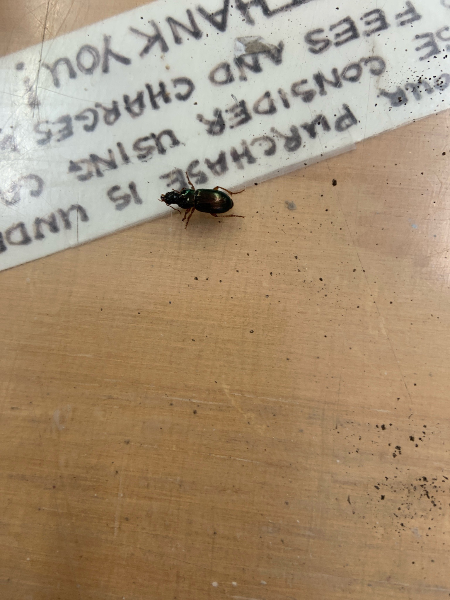 Ground Beetle