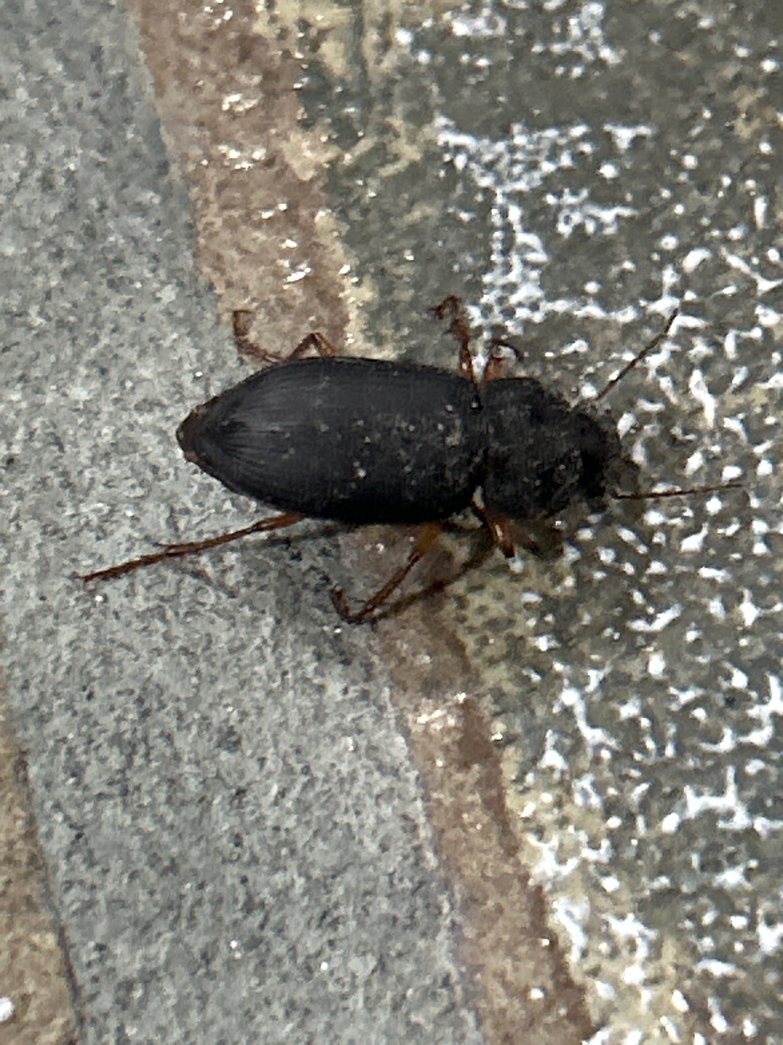 Ground beetle