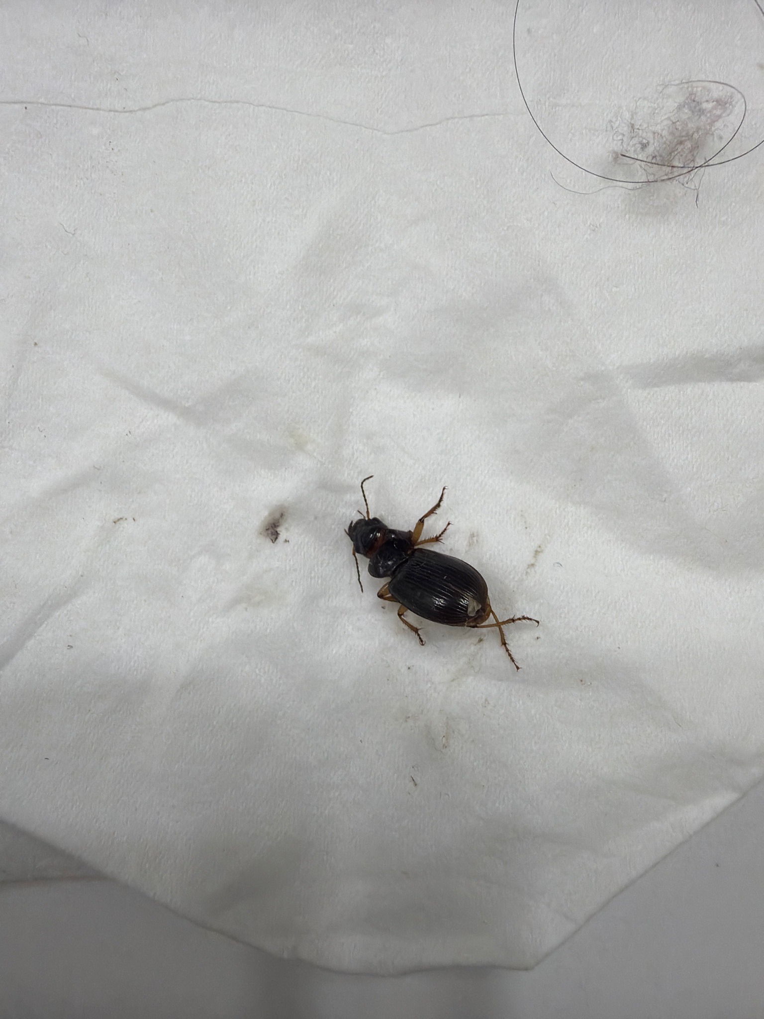 Ground Beetle