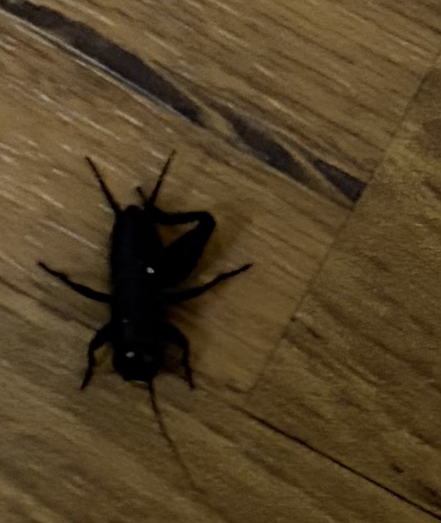 Ground beetle (likely a black ground beetle)