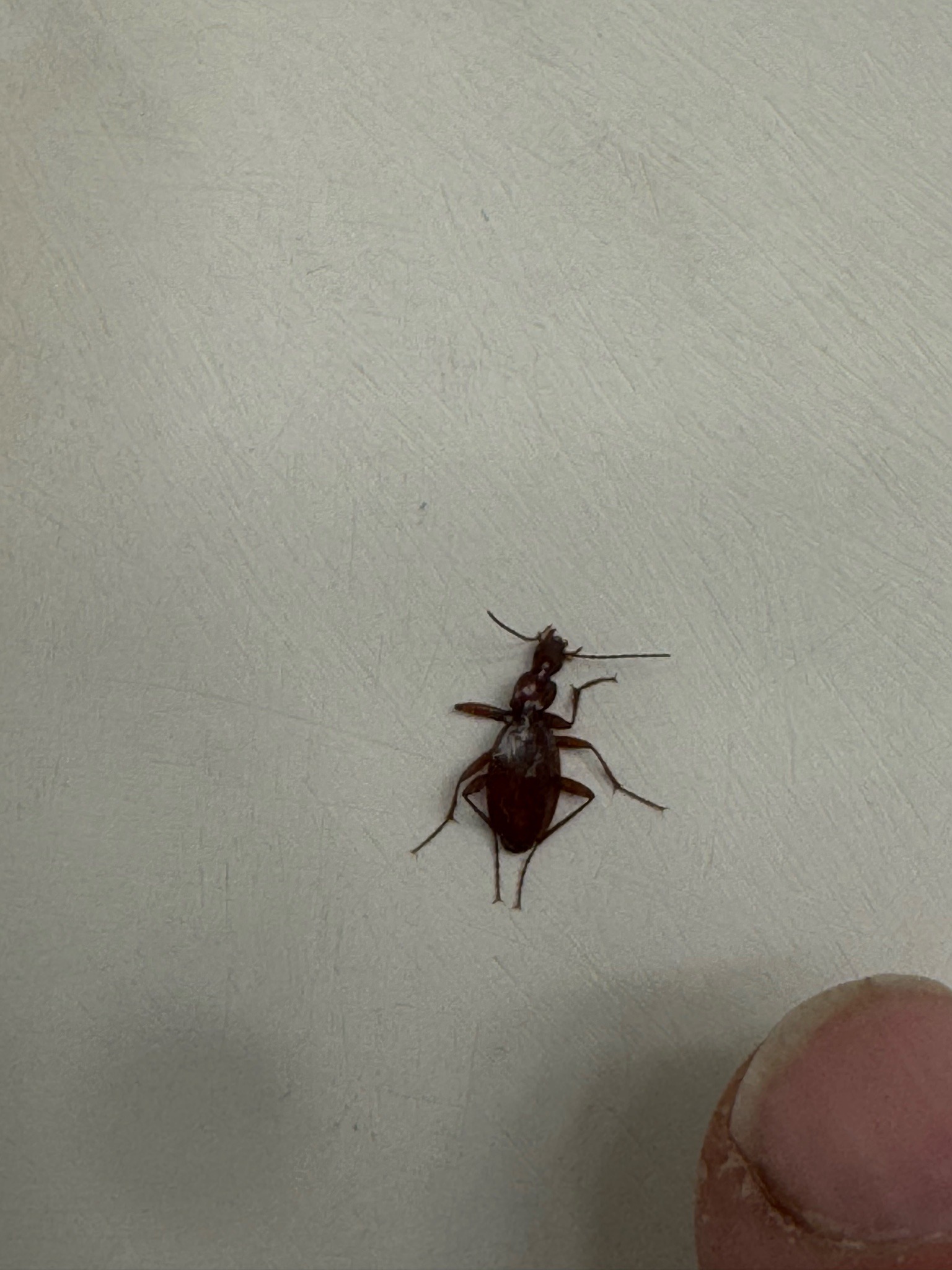 Ground beetle (likely a bombardier beetle)