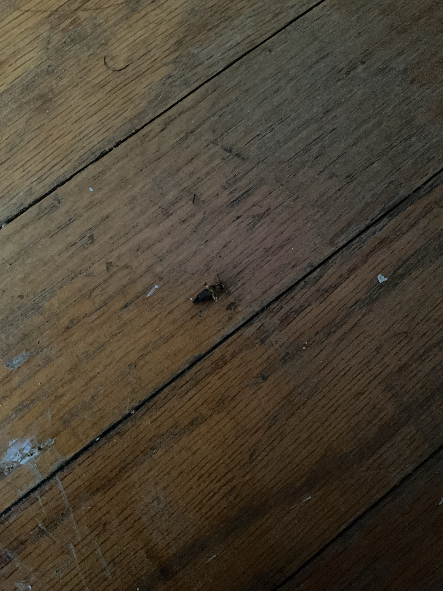 Ground beetle (likely a seed or carabid beetle)