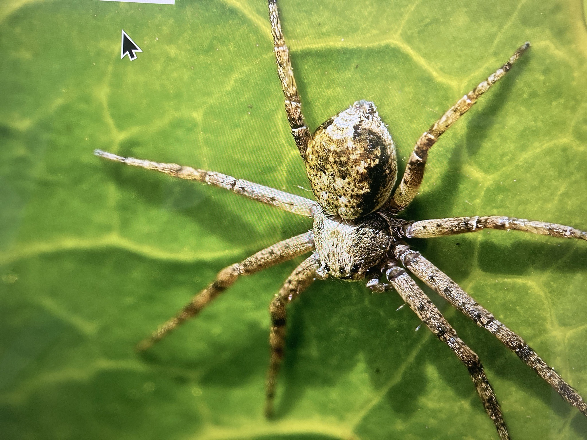 Ground Crab Spider