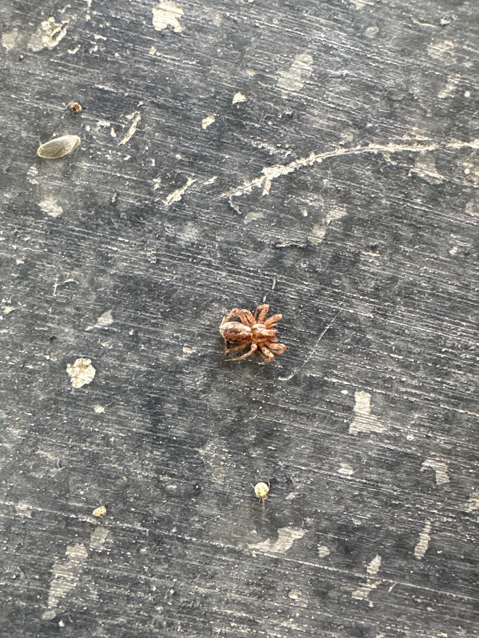 Ground Spider