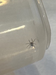 Ground Spider