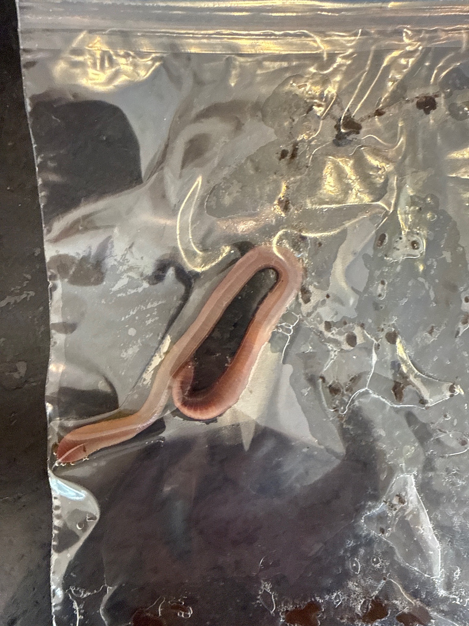 Hammerhead flatworm (land planarian)