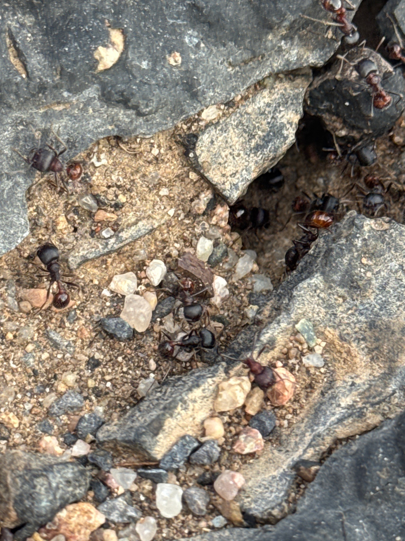 Harvester Ant