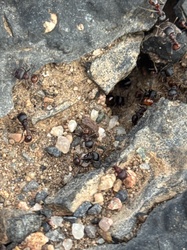 Harvester Ant