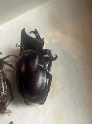 Hercules beetle (likely a rhinoceros beetle)