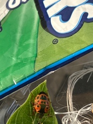 Hibiscus Harlequin Bug