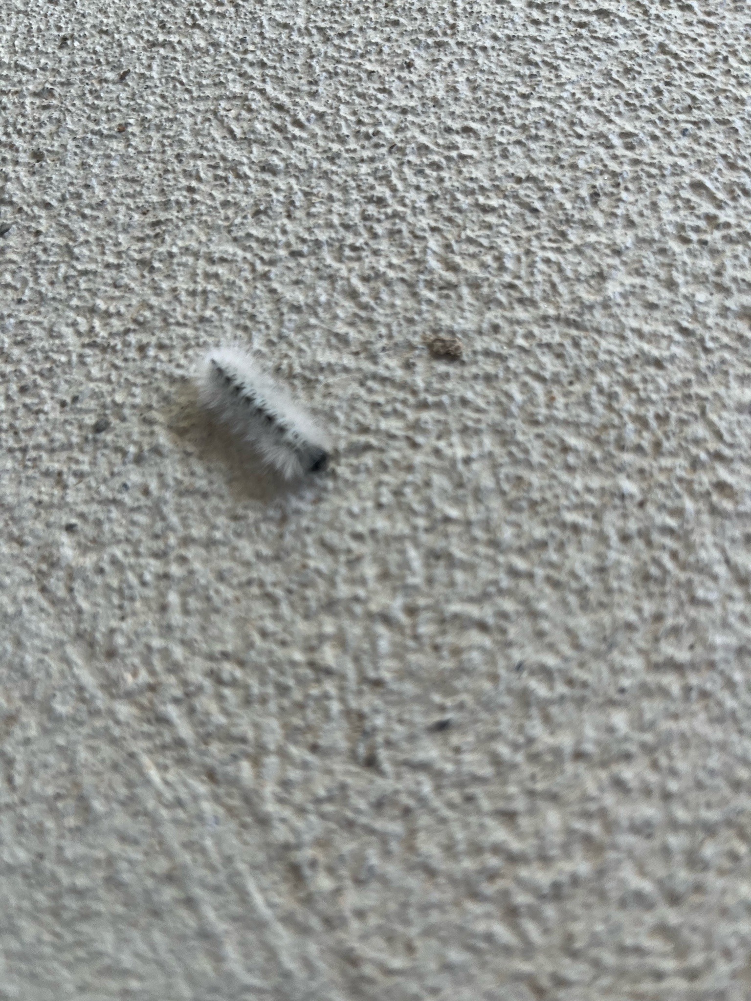 Hickory Tussock Moth Caterpillar