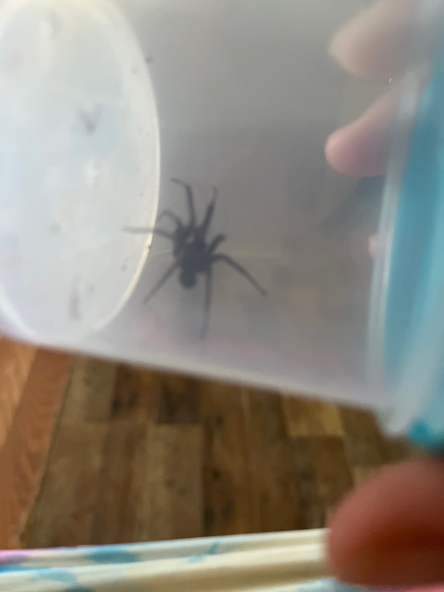 Hobo Spider