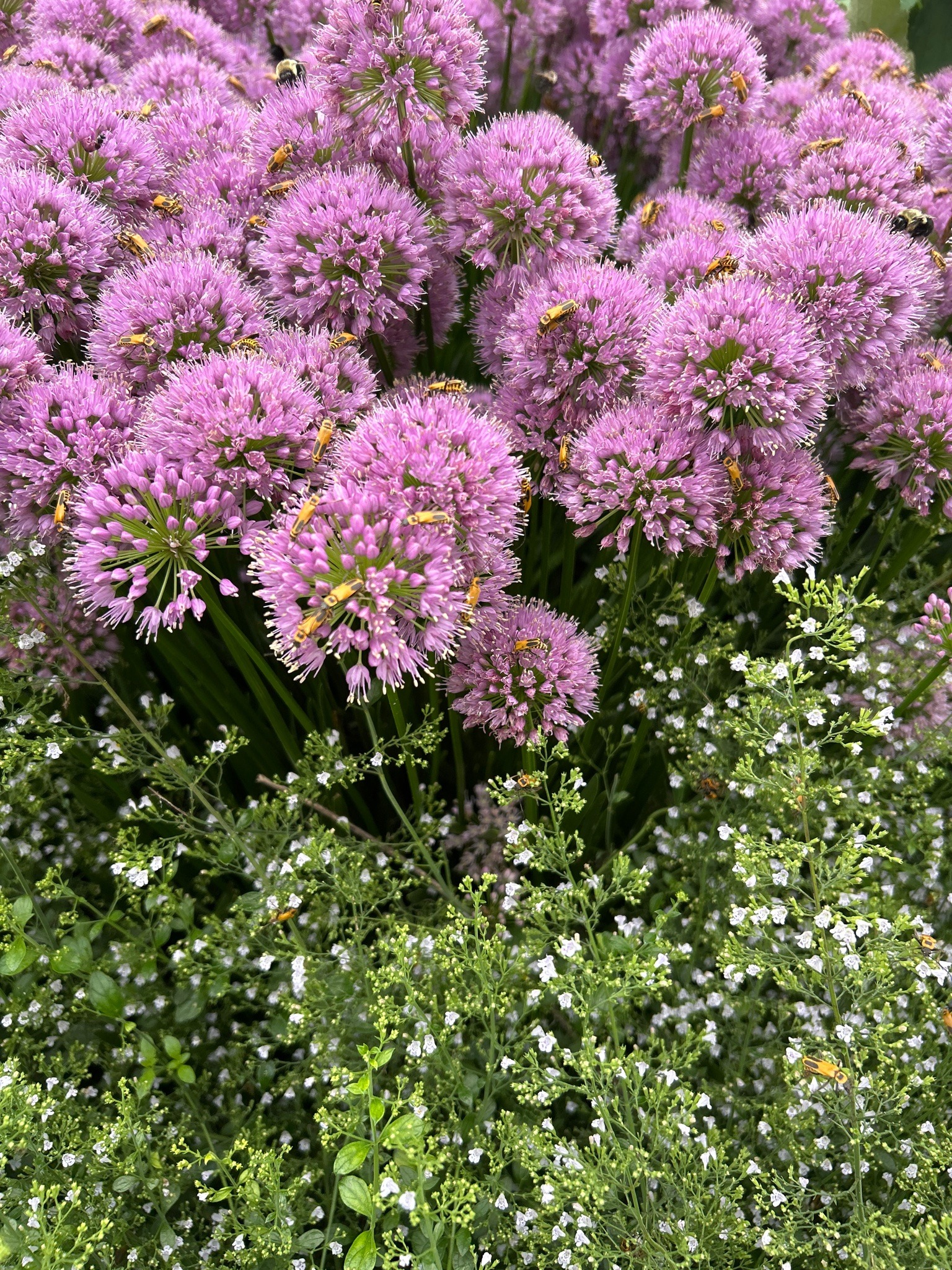 Honey bee
