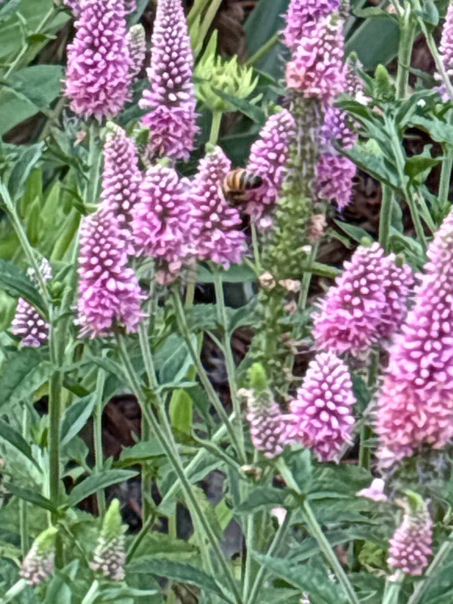 Honey bee