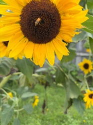 Honey bee