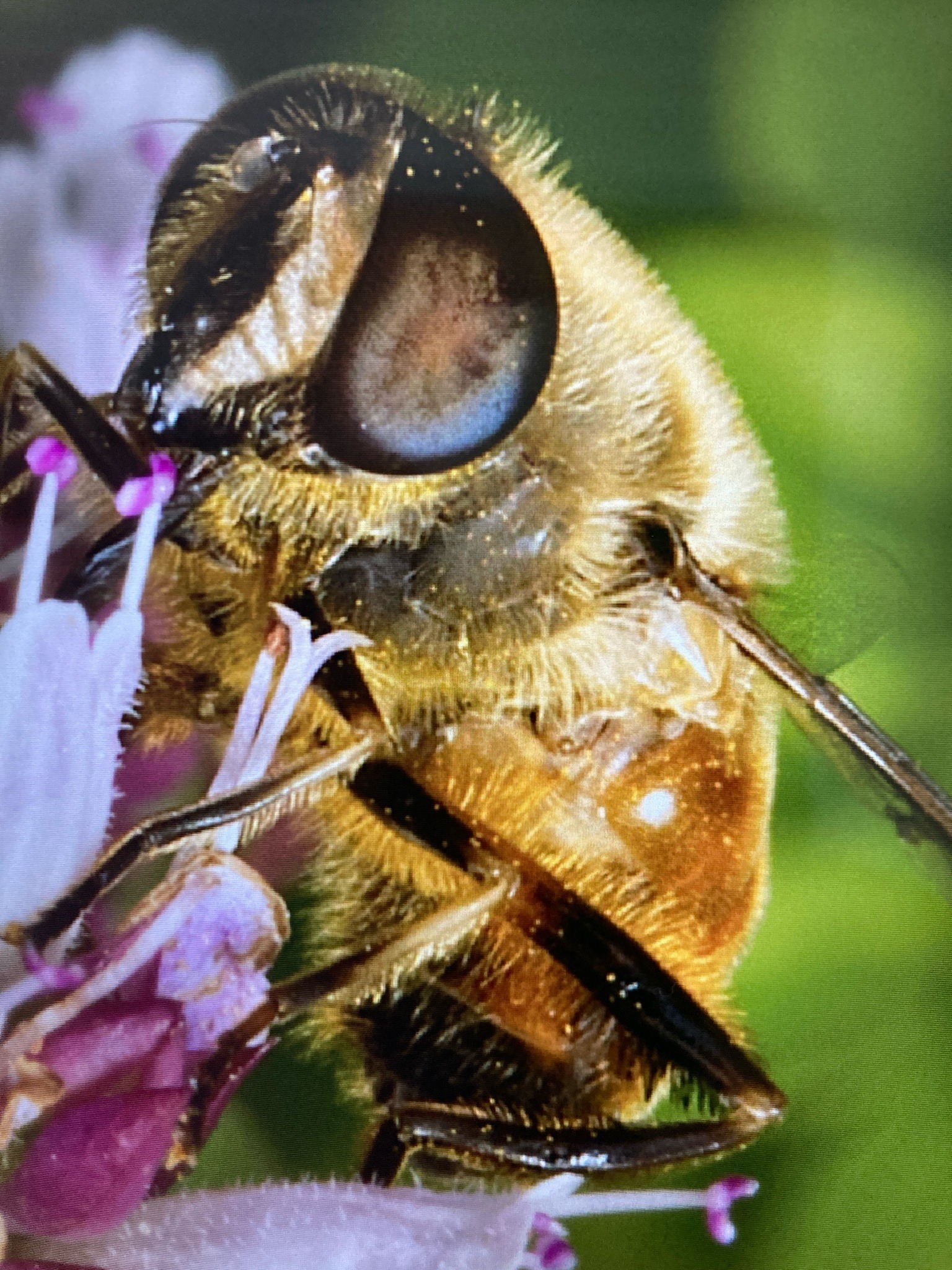 Honey bee