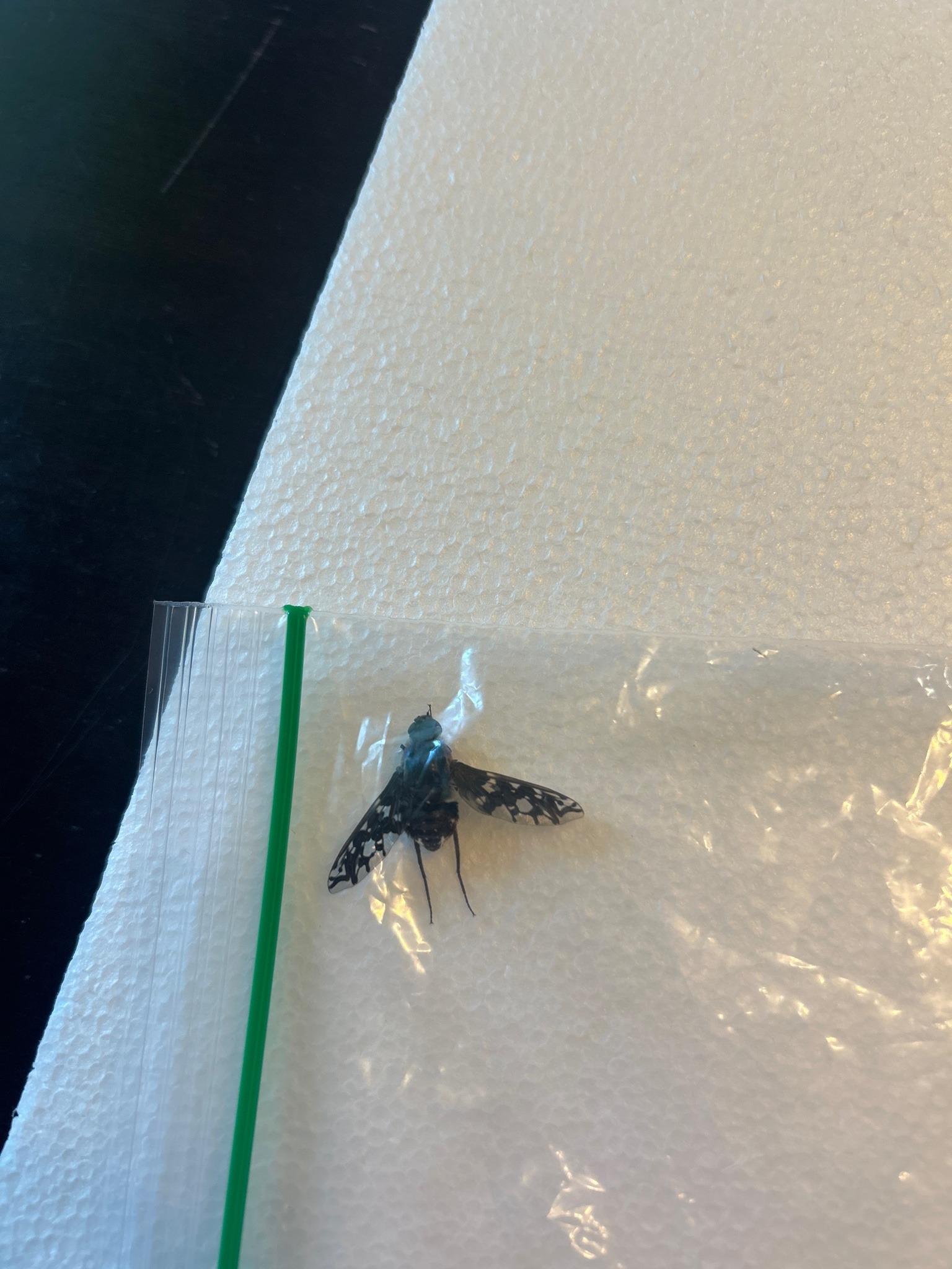 Horse fly