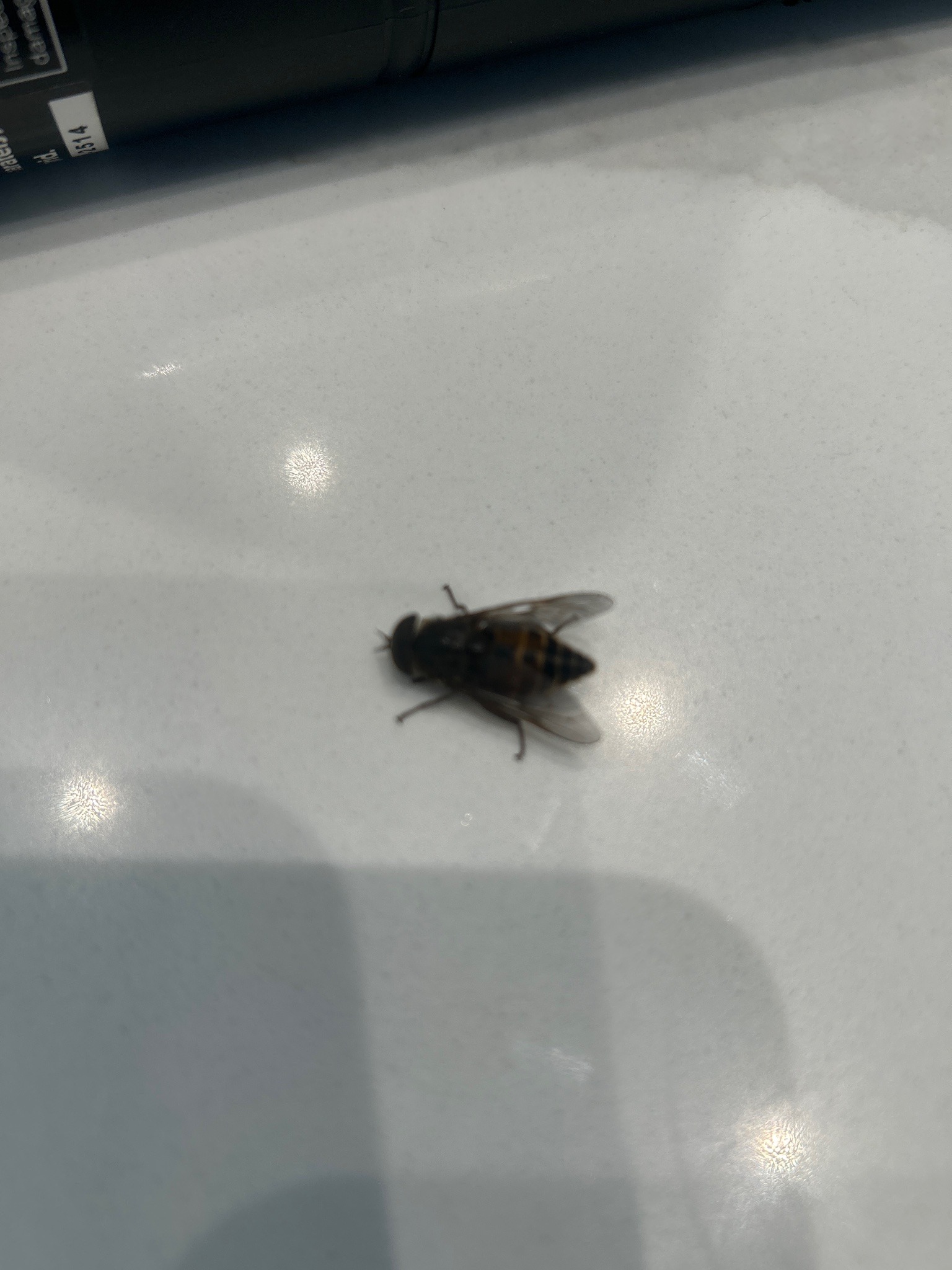 Horsefly