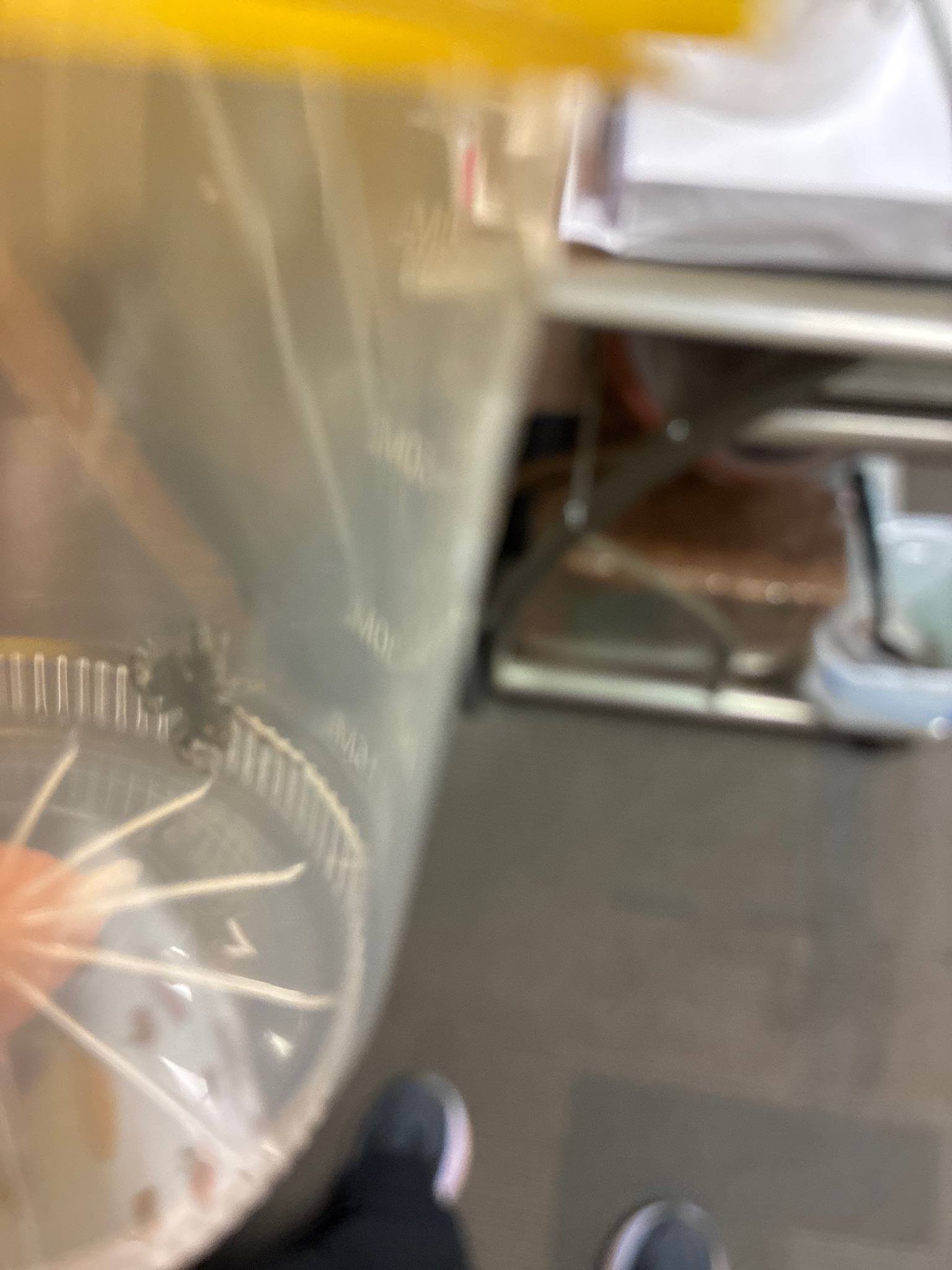 House centipede