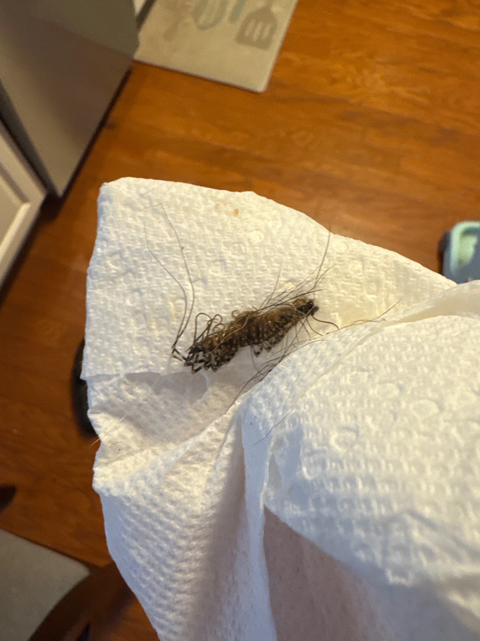 House centipede