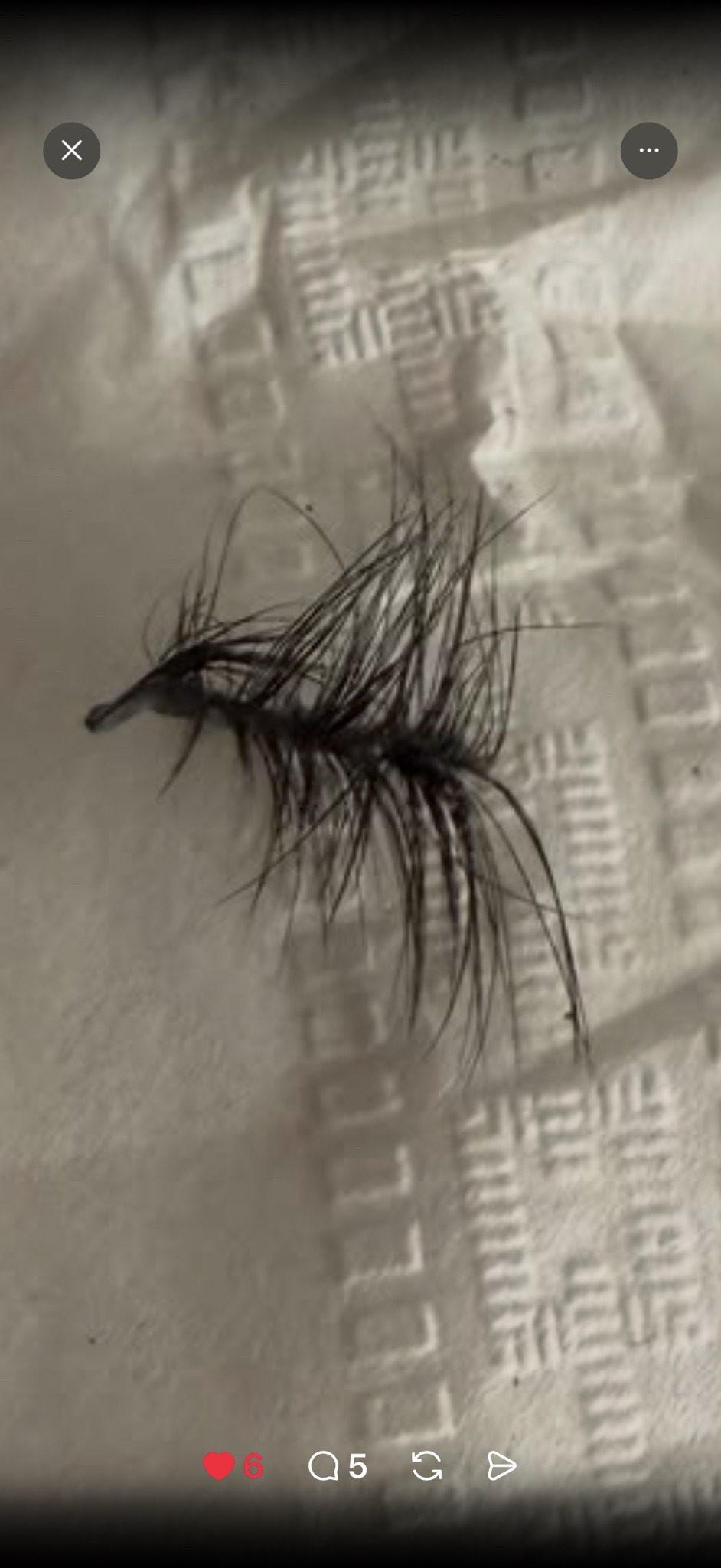 House centipede