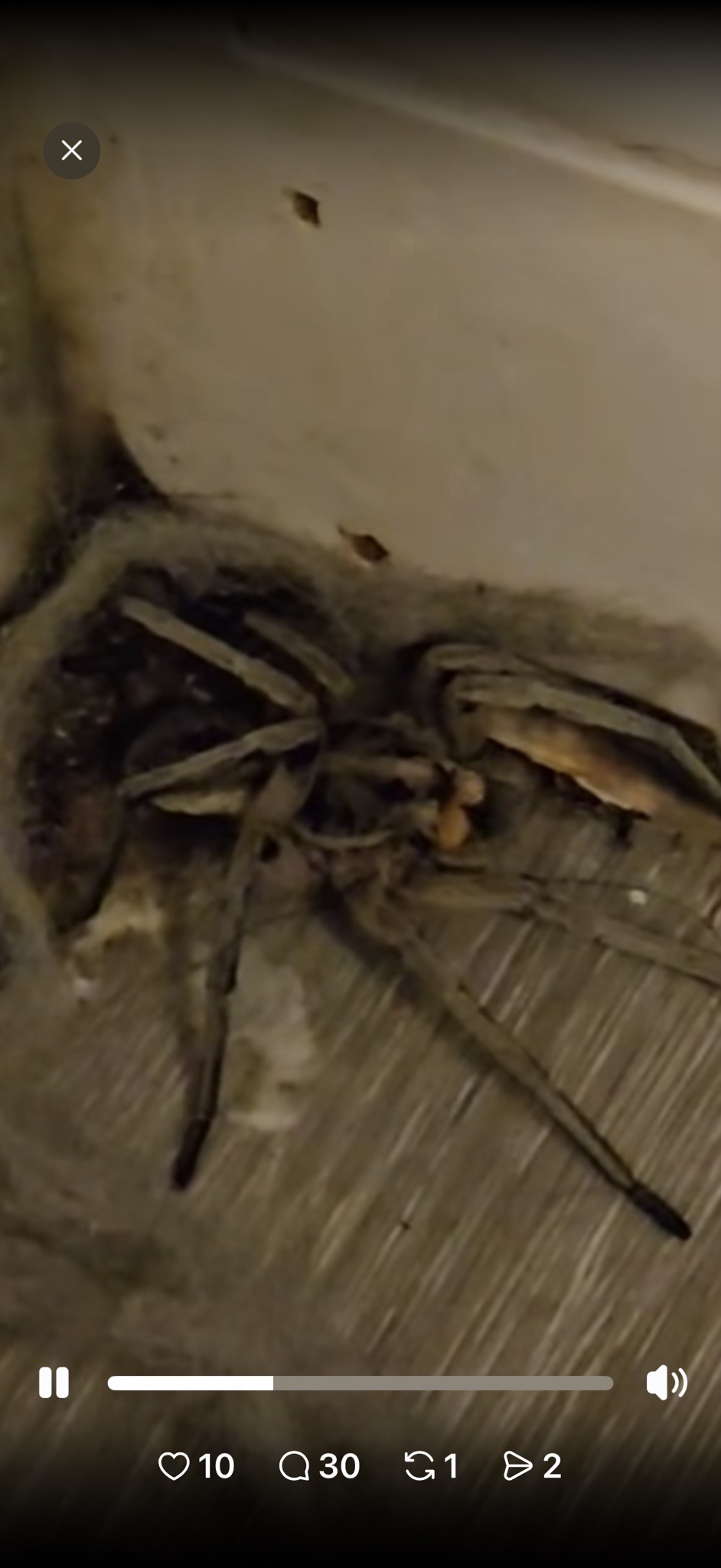 House centipede