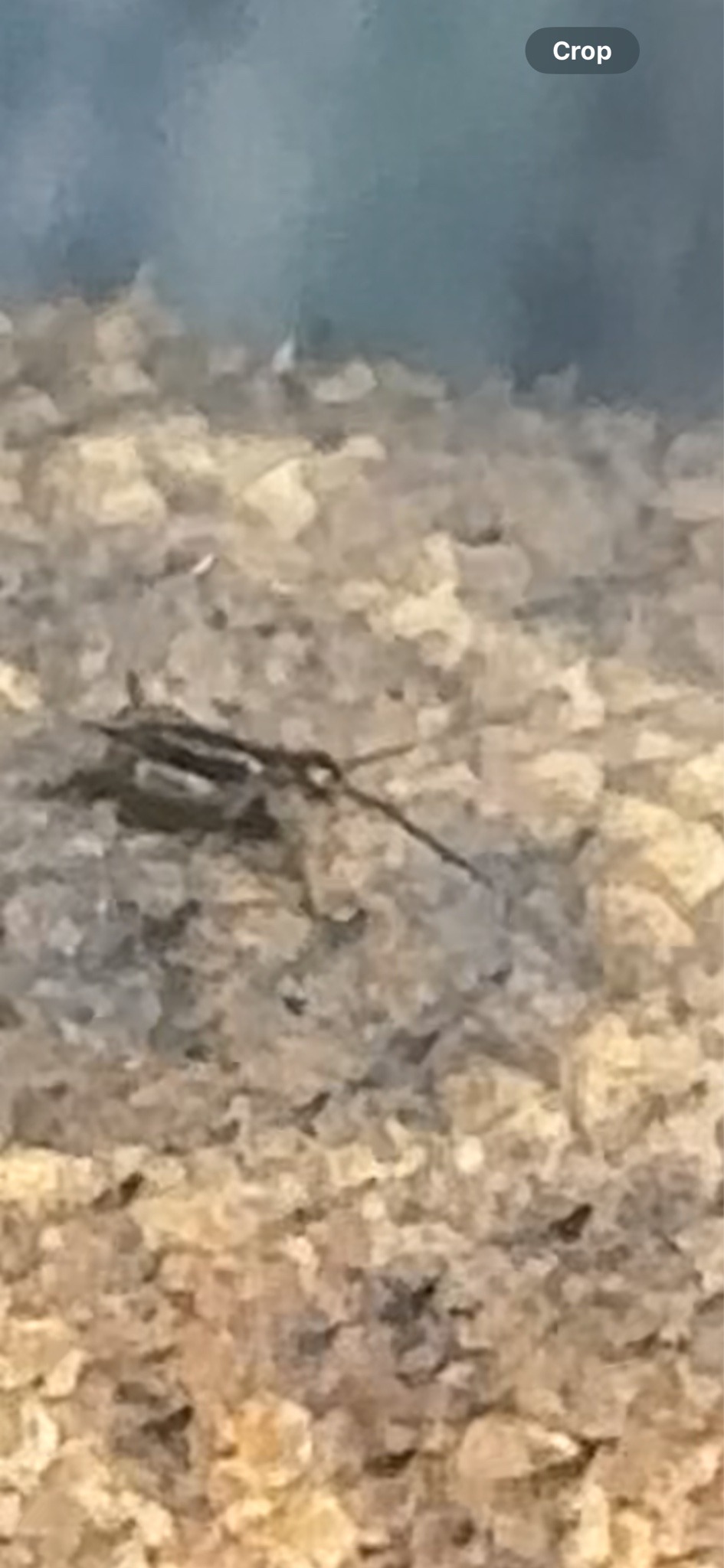 House Cricket