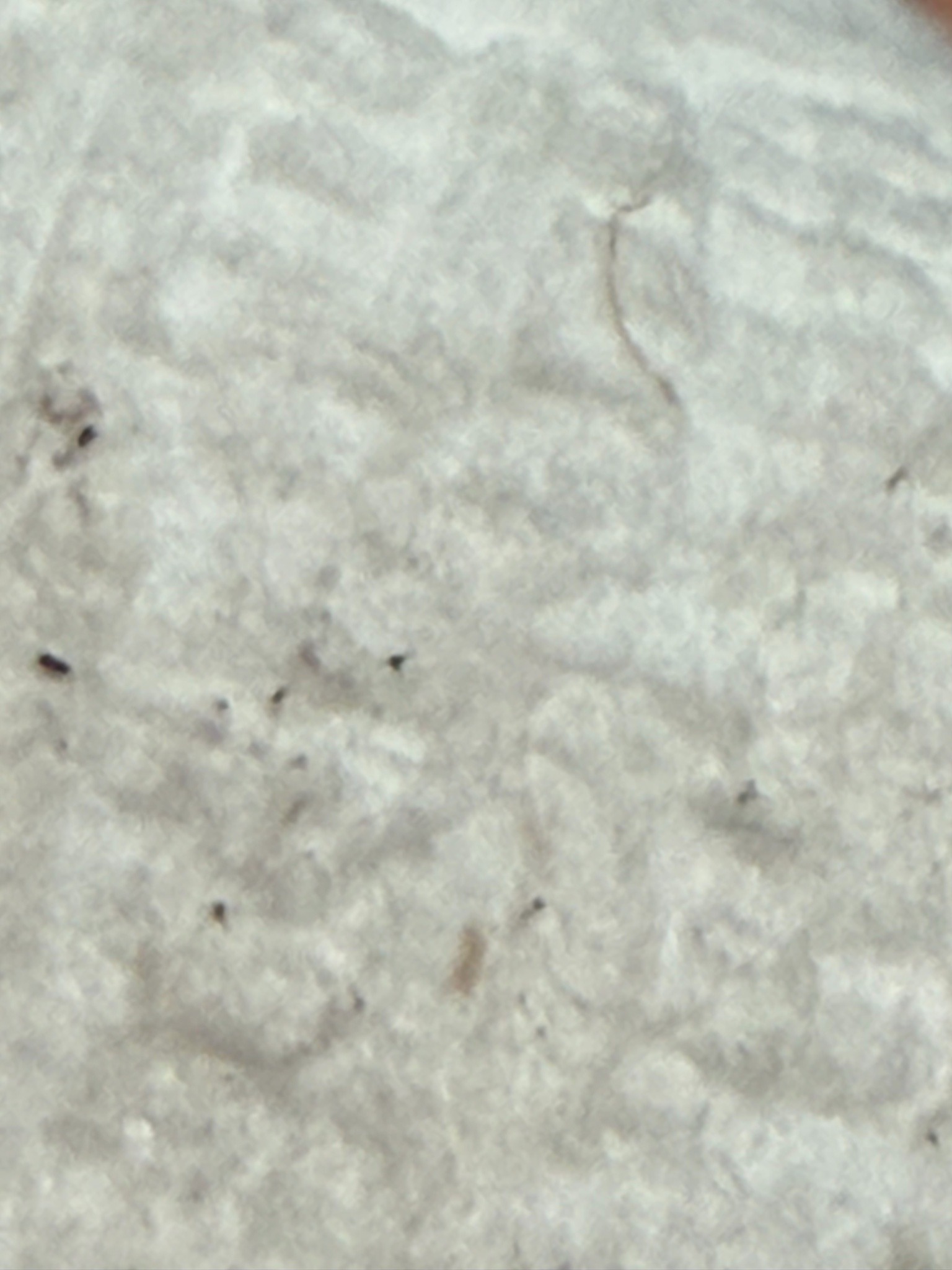 House Dust Mite