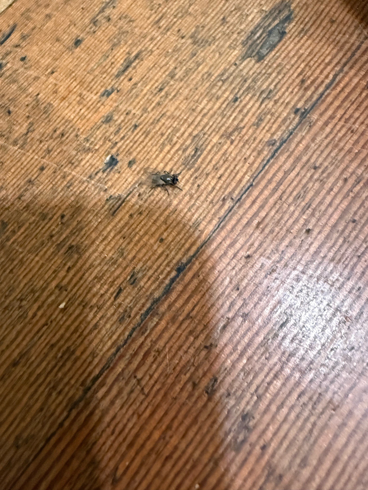 House fly