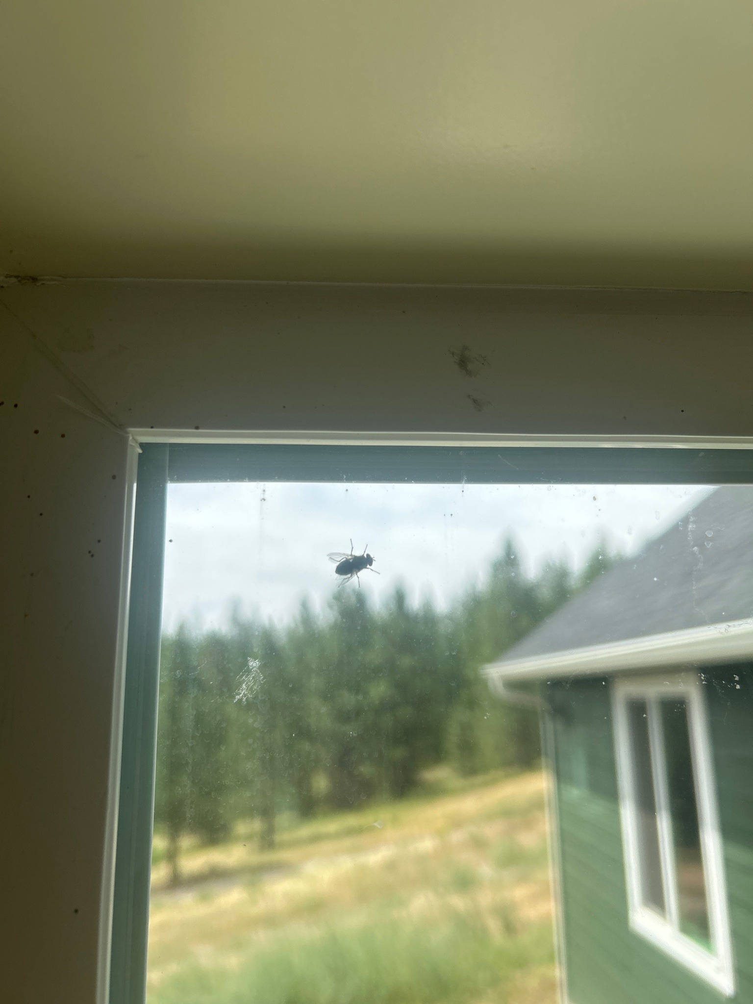 House Fly