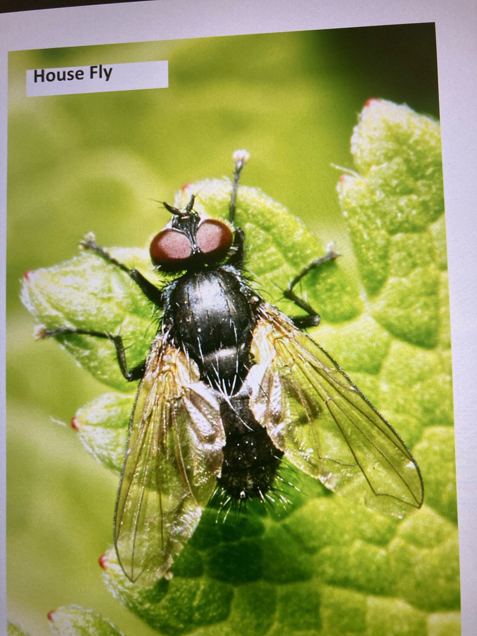House fly