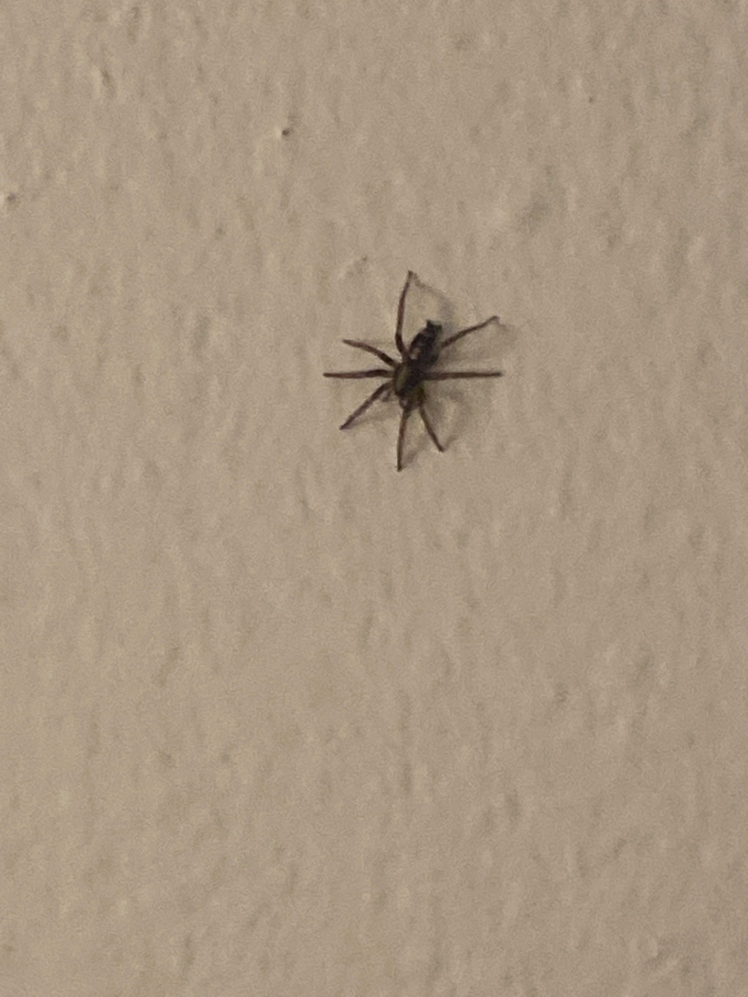 House spider (likely funnel weaver)
