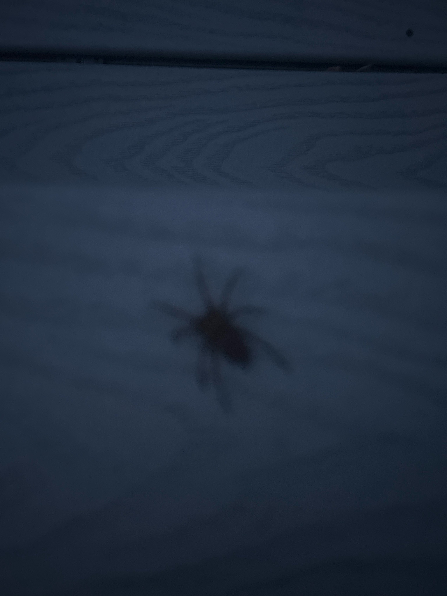House spider (likely funnel weaver)