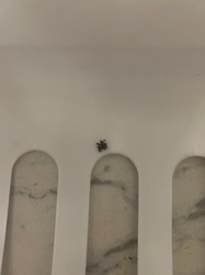 House Spider / Wall Spider