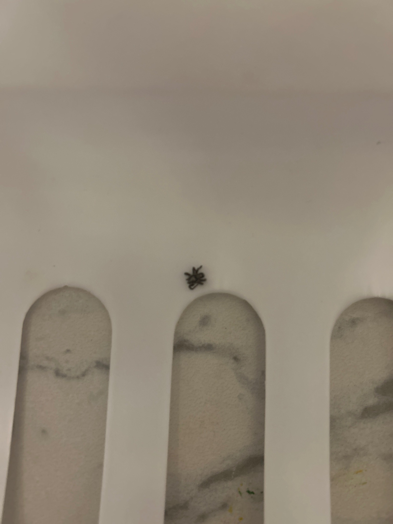 House Spider / Wall Spider