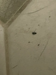 Housefly (or small indoor fly)
