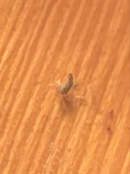 Household Casebearer