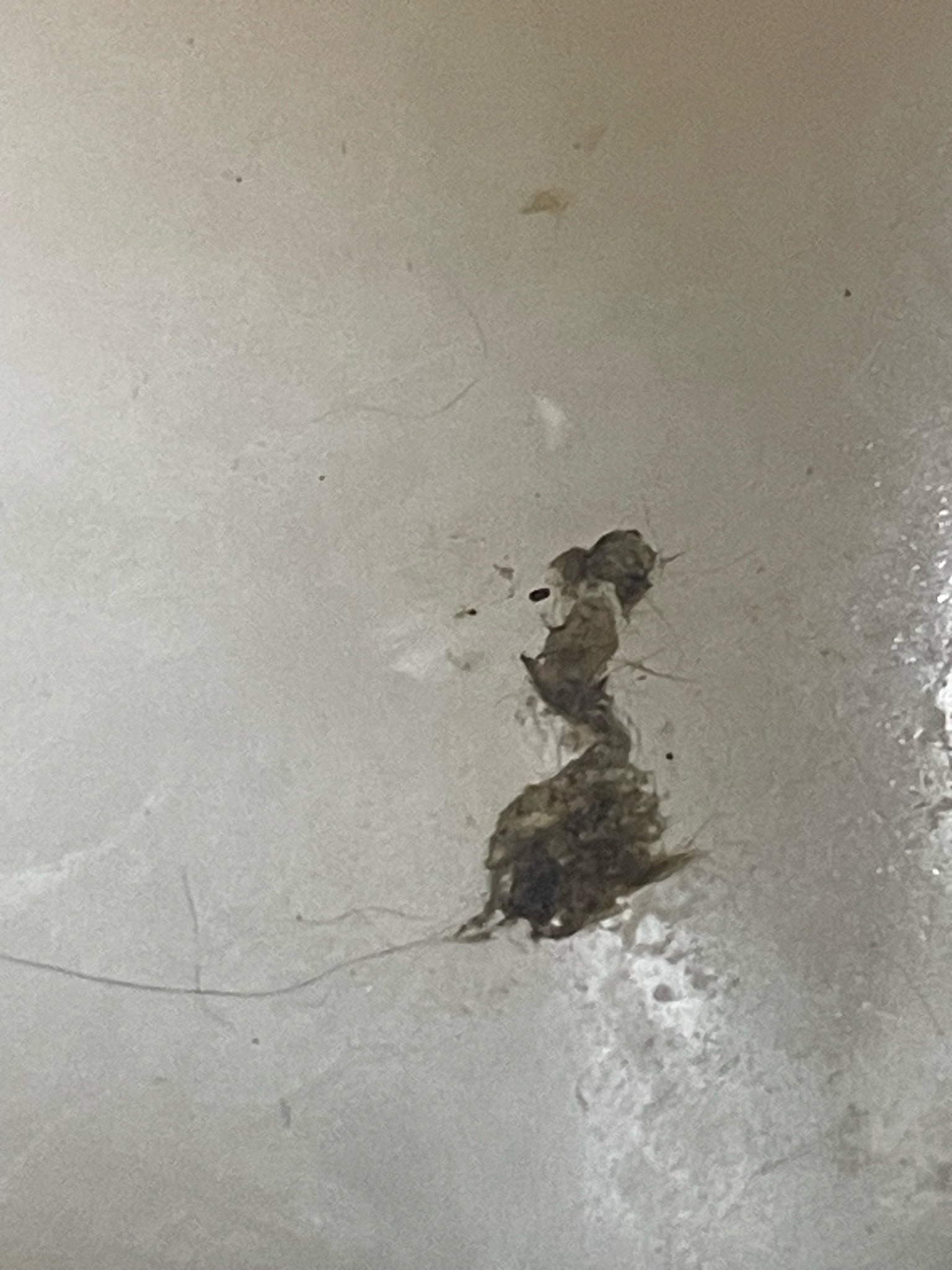 Household Casebearer