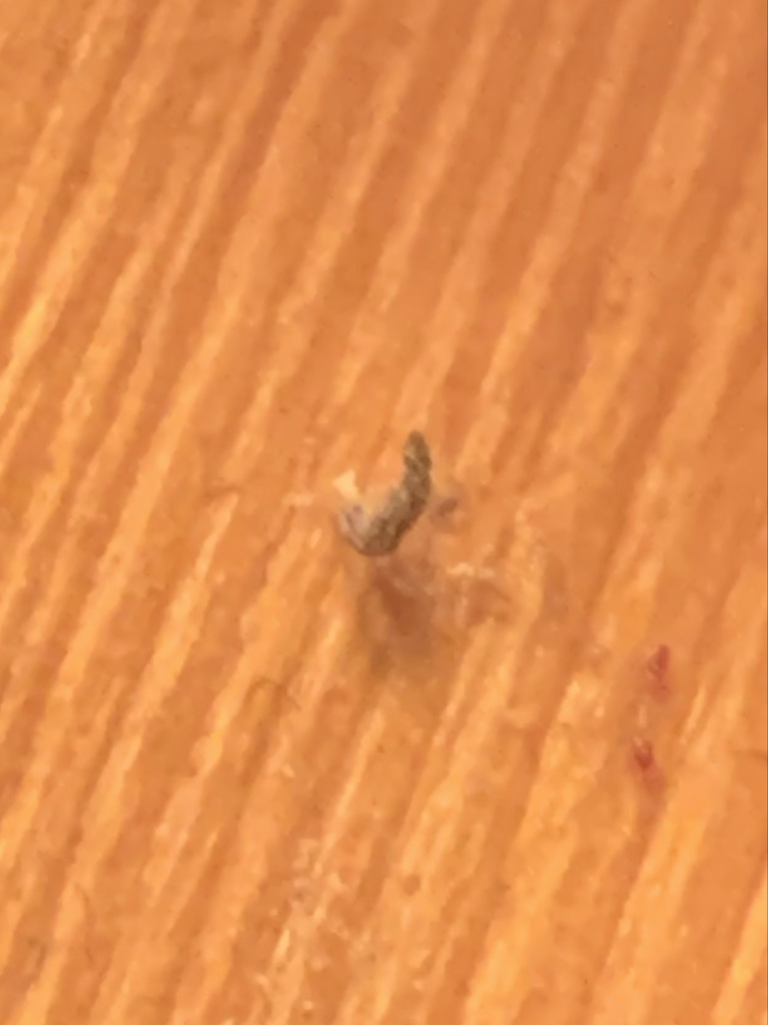 Household Casebearer